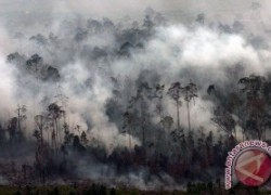 Lukman Edy Desak Pemerintah bentuk tim penyelidik kebakaran hutan Riau